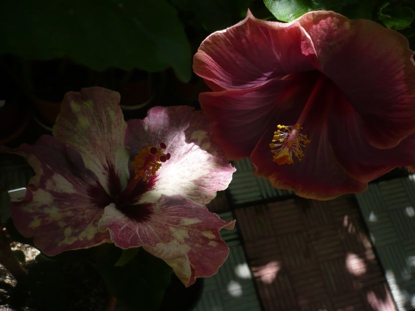 P1380137 - HIBISCUSI 2018-2