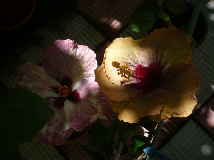 P1380139 - HIBISCUSI 2018-2