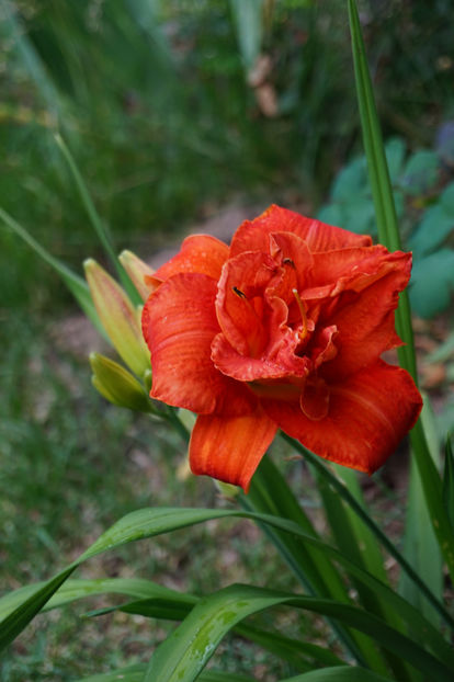 Moses Fire - Hemerocallis 2018- 2019