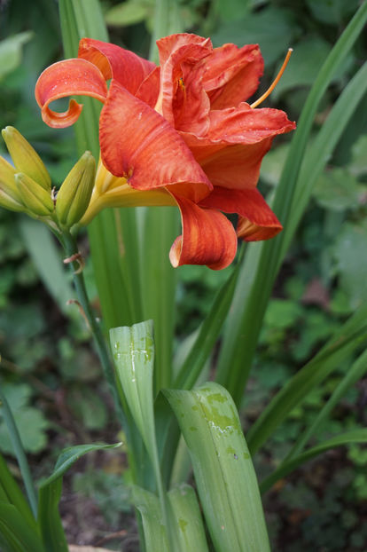  - Hemerocallis 2018- 2019