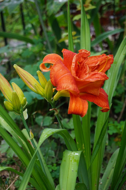 Moses Fire - Hemerocallis 2018- 2019