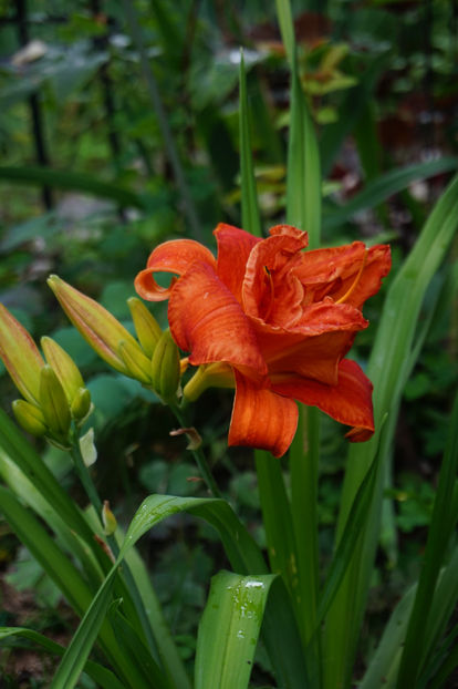  - Hemerocallis 2018- 2019