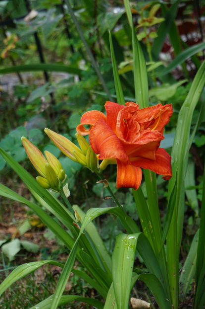  - Hemerocallis 2018- 2019