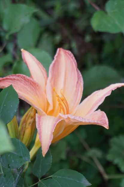  - Hemerocallis 2018- 2019