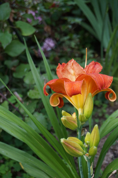  - Hemerocallis 2018- 2019