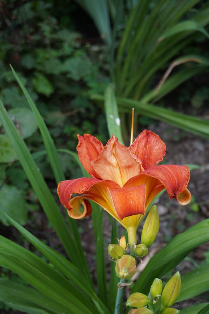  - Hemerocallis 2018- 2019