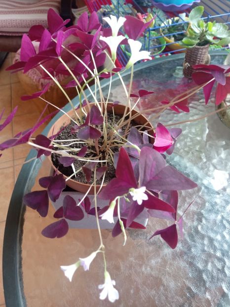 OxalisTriangularis - Diverse flori