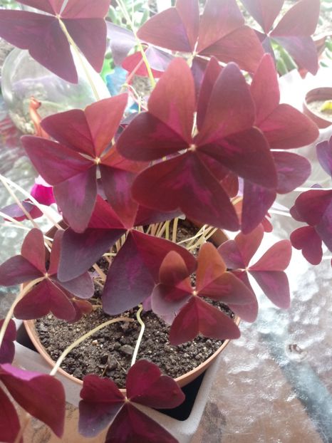 OxalisTriangularis - Diverse flori