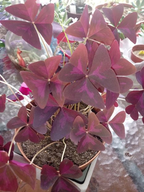 OxalisTriangularis - Diverse flori