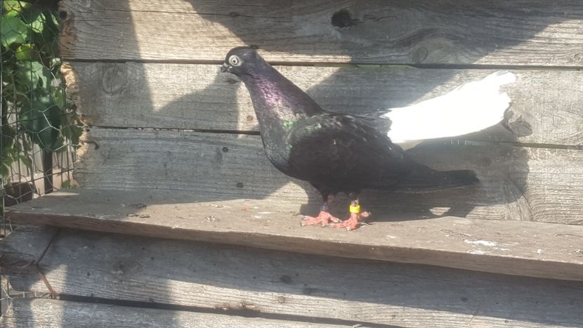  - 6-Negru Codalb Romanesc