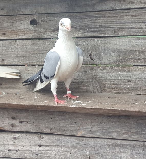  - 4-Jucatori de Galati