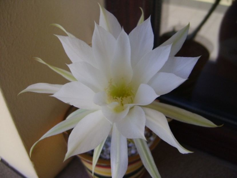 Echinopsis subdenudata - Cactusi 2018 bis bis