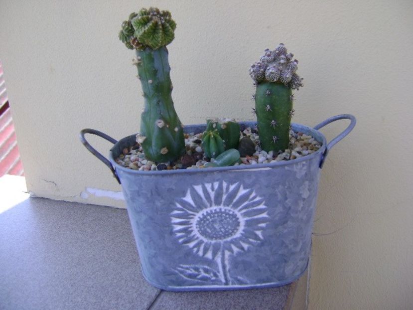 Aztekium valdezii, Linares, Nuevo León, Mx. & Blossfeldia liliputana - Cactusi 2018 bis bis