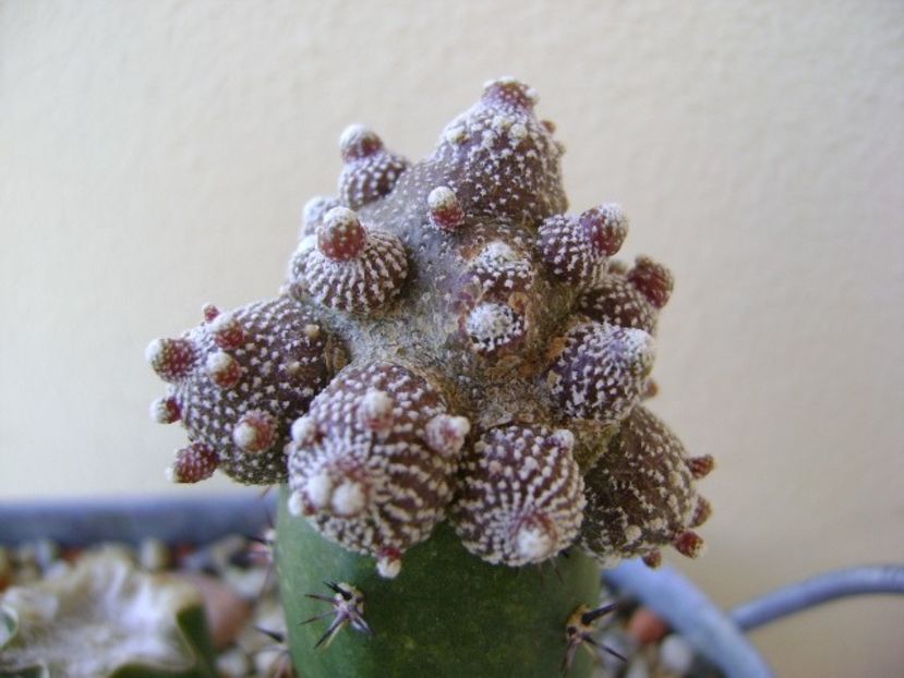 Blossfeldia liliputana - Cactusi 2018 bis bis