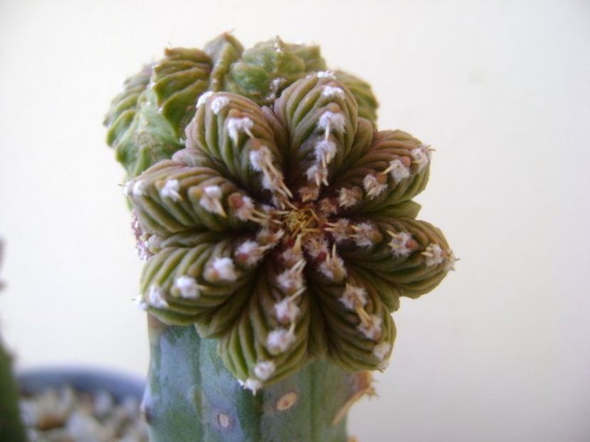Aztekium valdezii, Linares, Nuevo León, Mx. - Cactusi 2018 bis bis