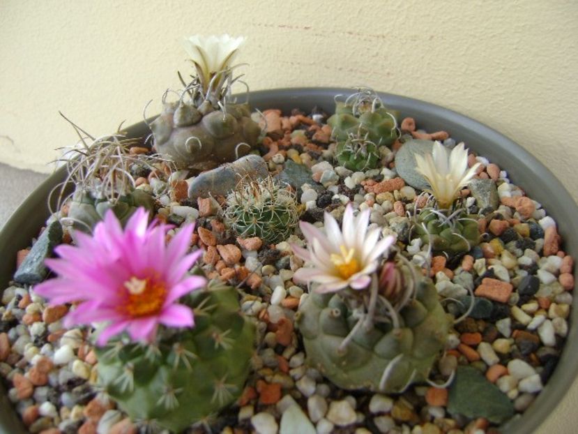 Grup de 7 Turbinicarpus - Cactusi 2018 bis bis
