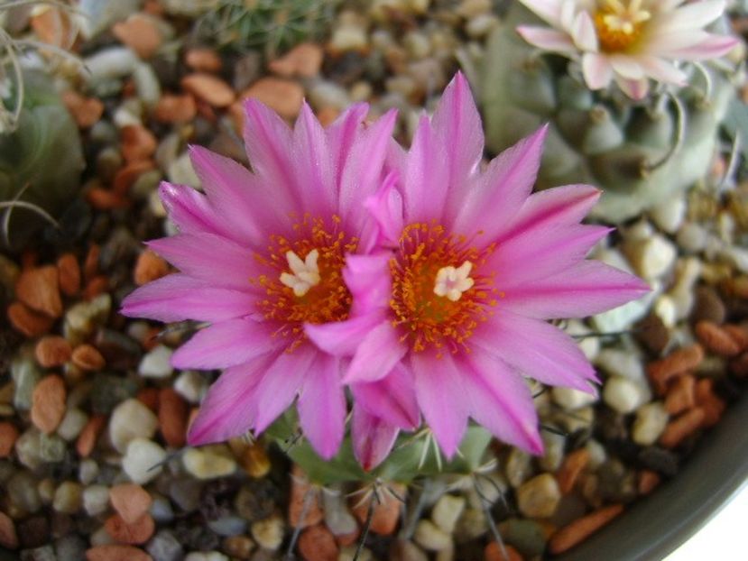 Turbinicarpus viereckii - Cactusi 2018 bis bis