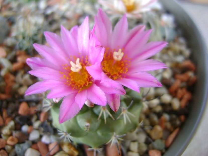Turbinicarpus viereckii - Cactusi 2018 bis bis