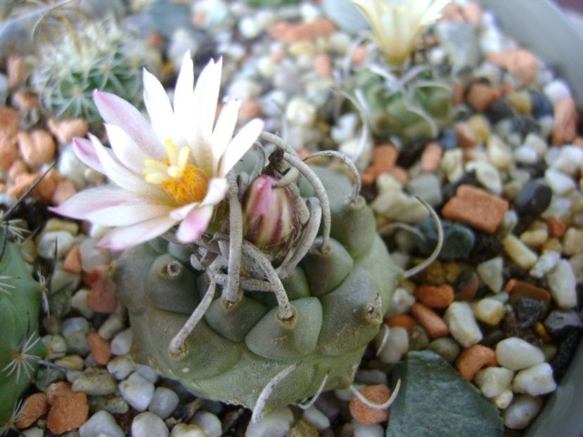 Turbinicarpus schwarzii v. rubriflorus - Cactusi 2018 bis bis