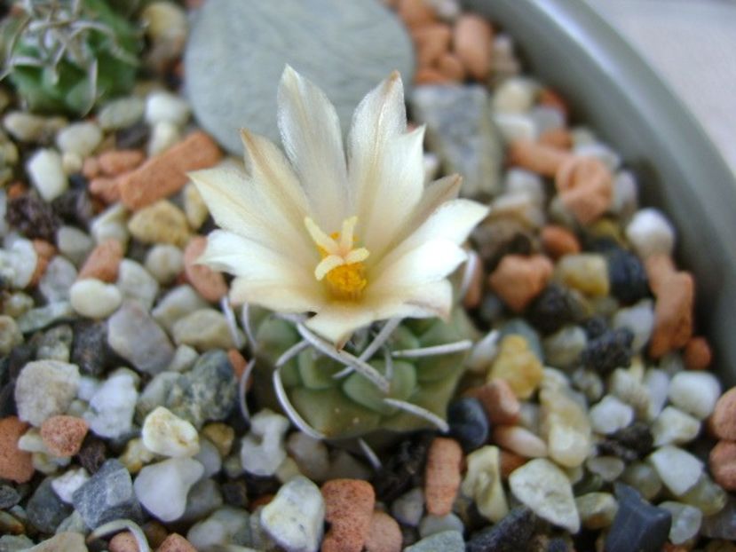 Turbinicarpus pachystele - Cactusi 2018 bis bis