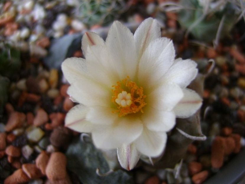 Turbinicarpus macrochele - Cactusi 2018 bis bis