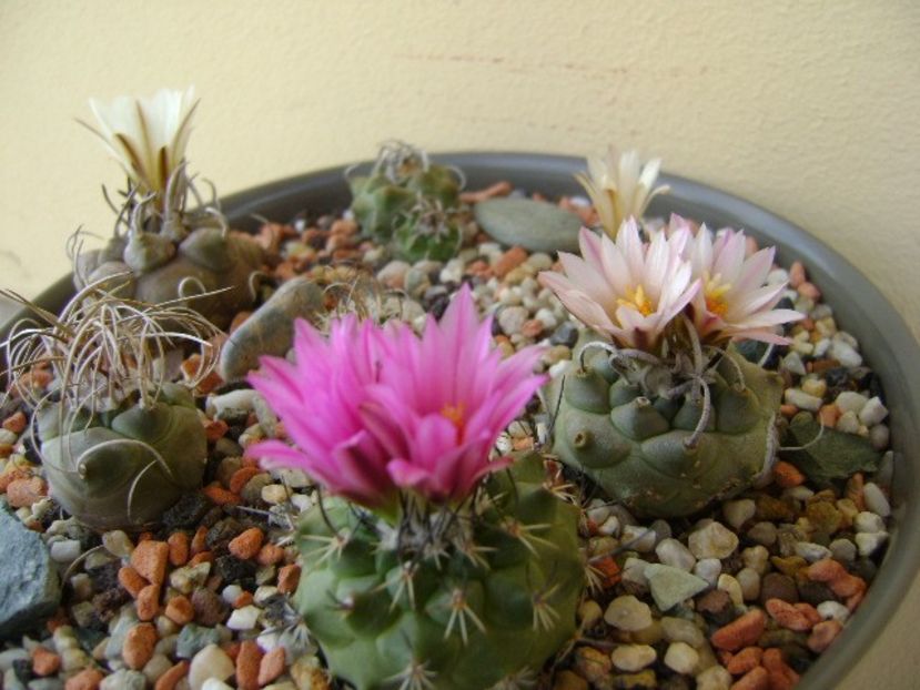 Grup de 7 Turbinicarpus - Cactusi 2018 bis bis