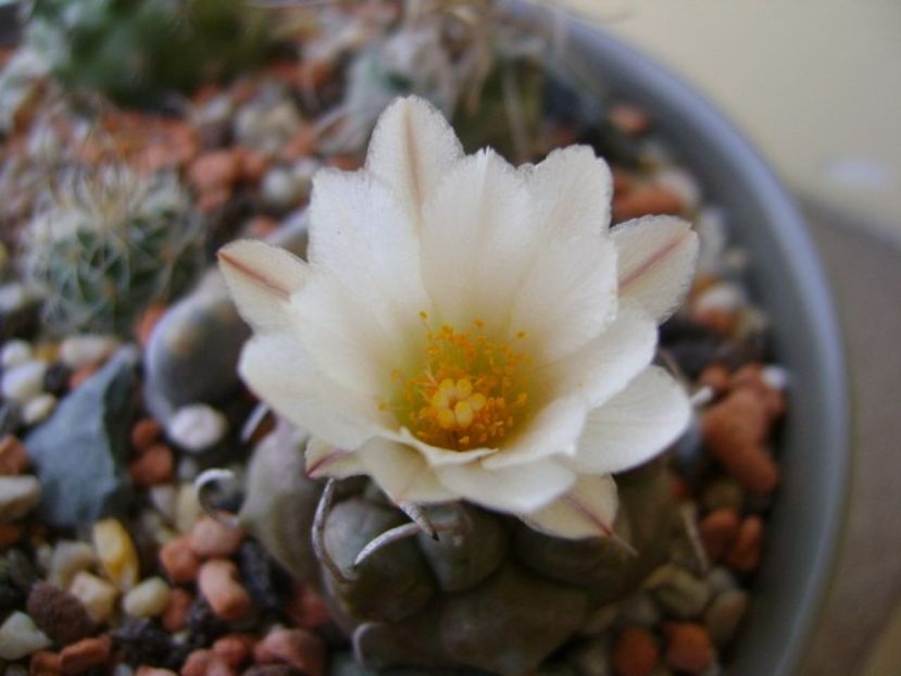 Turbinicarpus macrochele - Cactusi 2018 bis bis