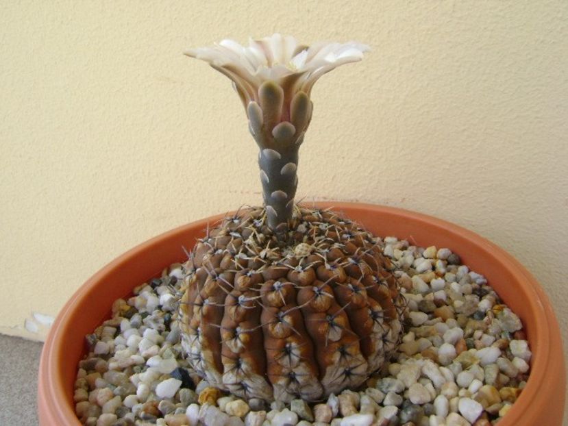 Gymnocalycium obductum - Cactusi 2018 Gymnocalycium