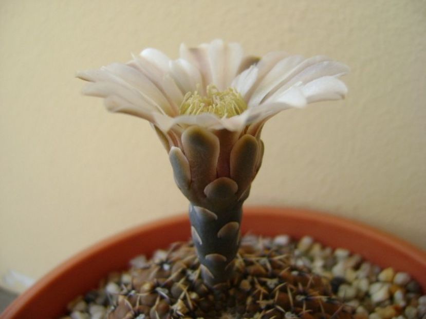 Gymnocalycium obductum - Cactusi 2018 Gymnocalycium