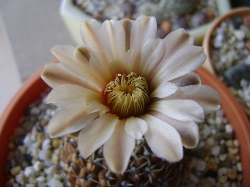 Gymnocalycium obductum - Cactusi 2018 Gymnocalycium
