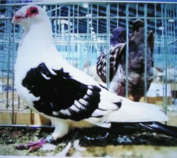  - VOIAJORI DE FRUMUSETE BAGDETI INDIENI GERMANII