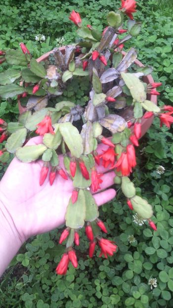 Ripsi - Schlumbergera 2014-2020