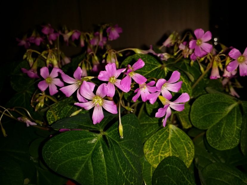  - Plante in ghiveci 2018