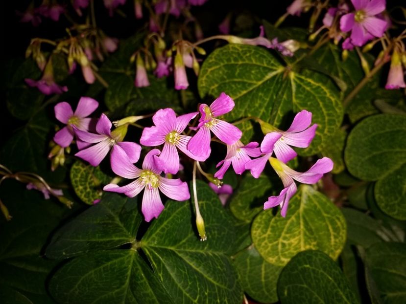  - Plante in ghiveci 2018