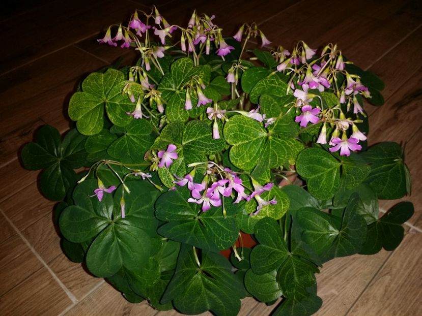  - Plante in ghiveci 2018