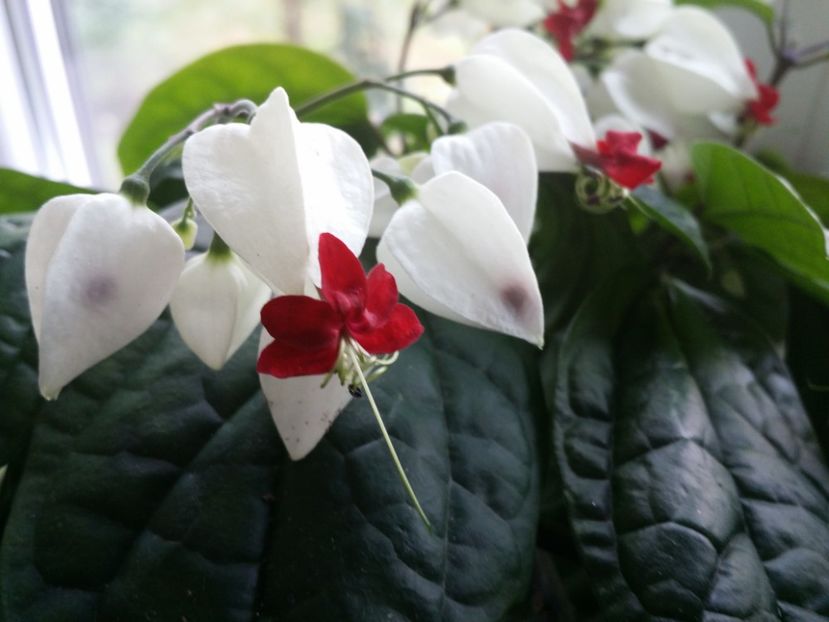  - Plante in ghiveci 2018