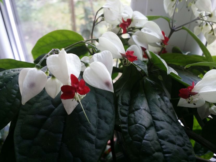  - Plante in ghiveci 2018