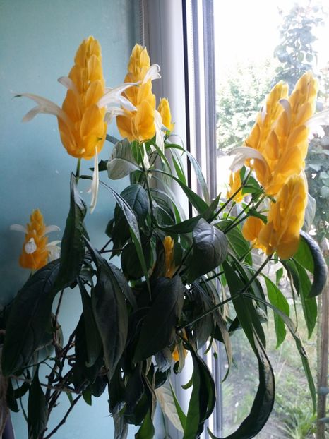  - Plante in ghiveci 2018