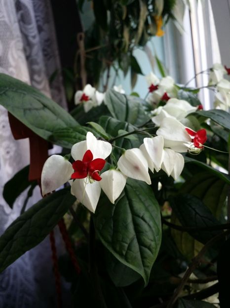  - Plante in ghiveci 2018