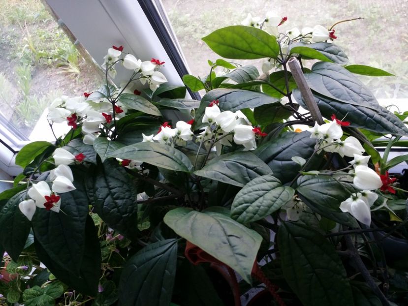  - Plante in ghiveci 2018