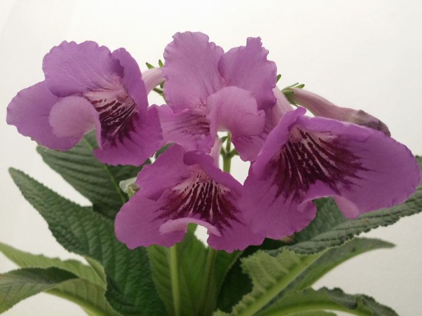  - Plante in ghiveci 2018