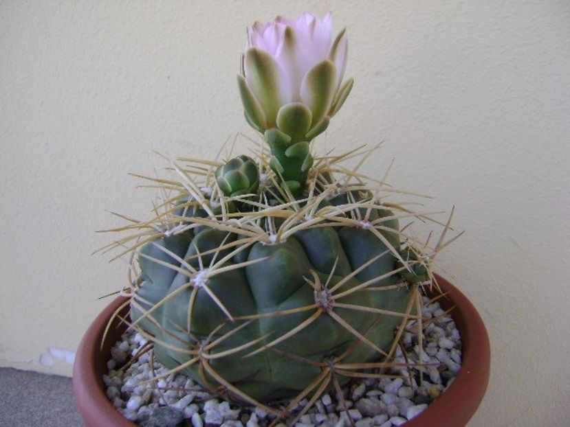 Gymnocalycium monvillei - Cactusi 2018 Gymnocalycium