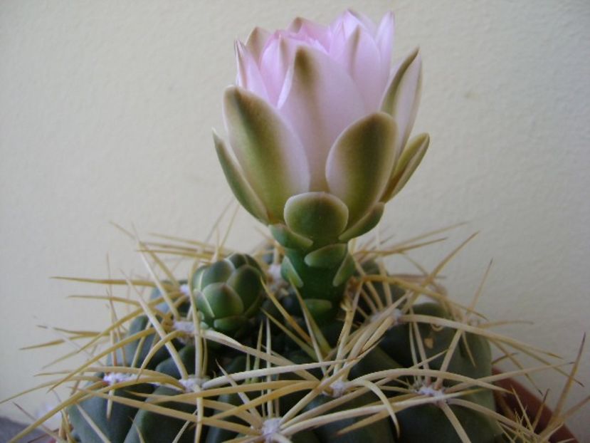 Gymnocalycium monvillei - Cactusi 2018 Gymnocalycium