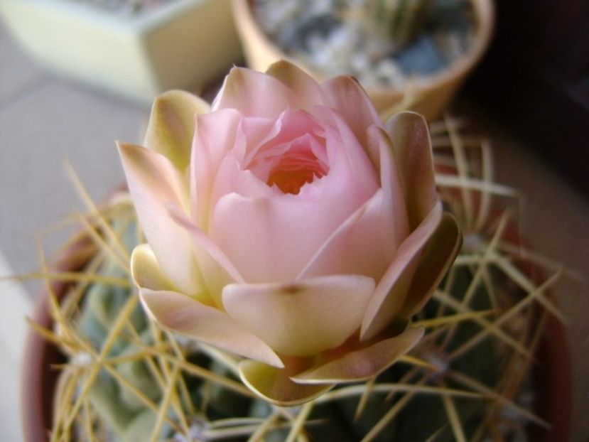 Gymnocalycium monvillei - Cactusi 2018 Gymnocalycium