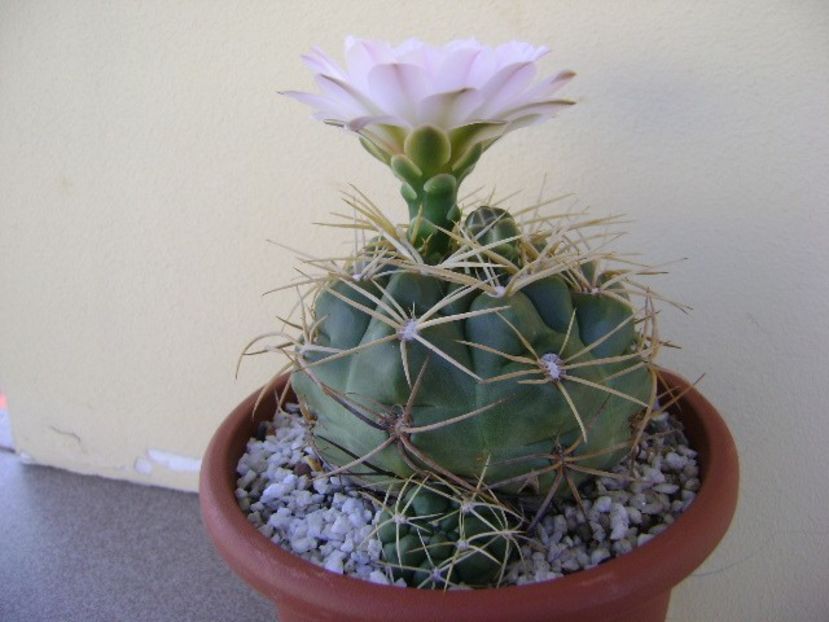 Gymnocalycium monvillei - Cactusi 2018 Gymnocalycium