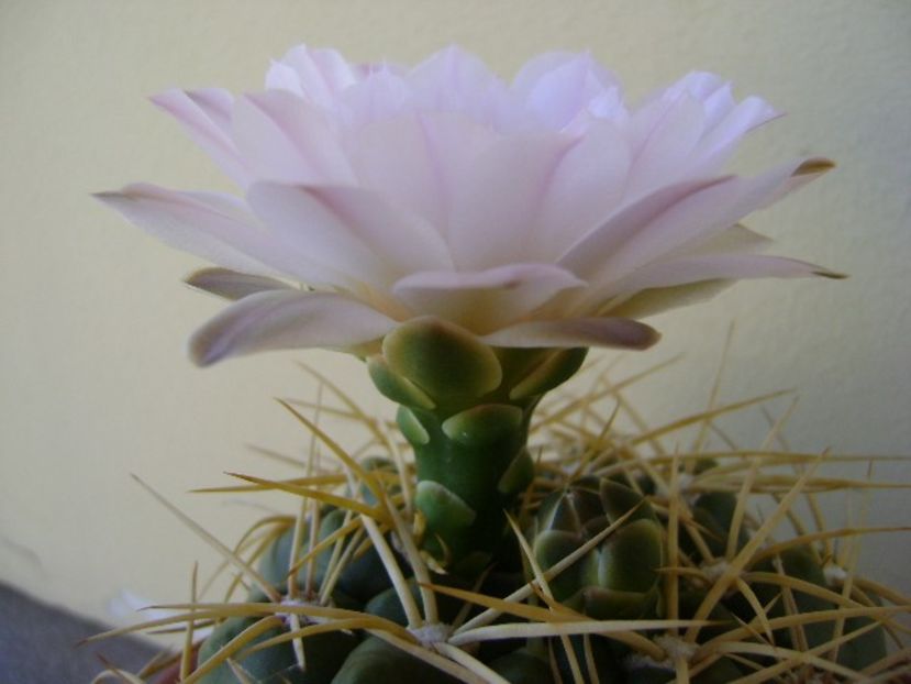 Gymnocalycium monvillei - Cactusi 2018 Gymnocalycium