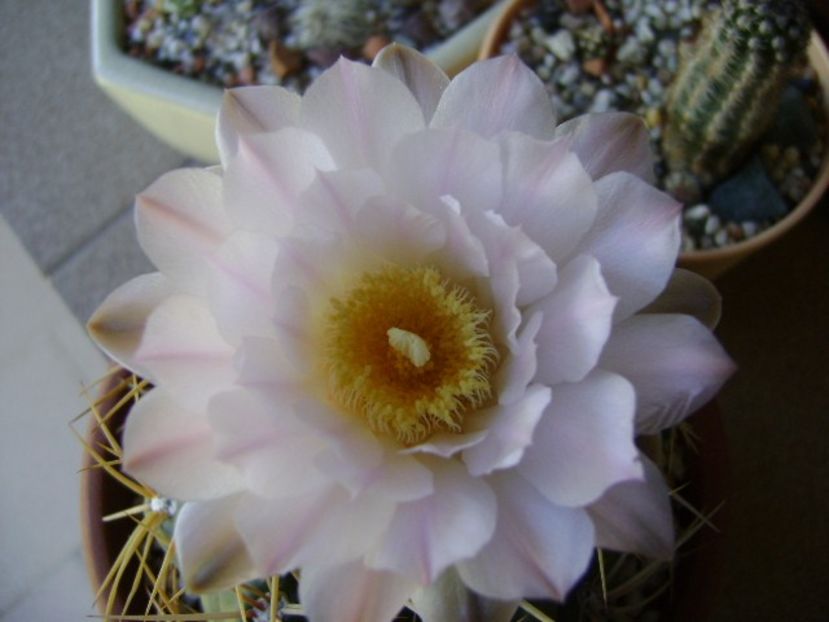 Gymnocalycium monvillei - Cactusi 2018 Gymnocalycium