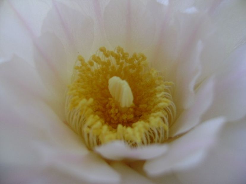 Gymnocalycium monvillei - Cactusi 2018 Gymnocalycium