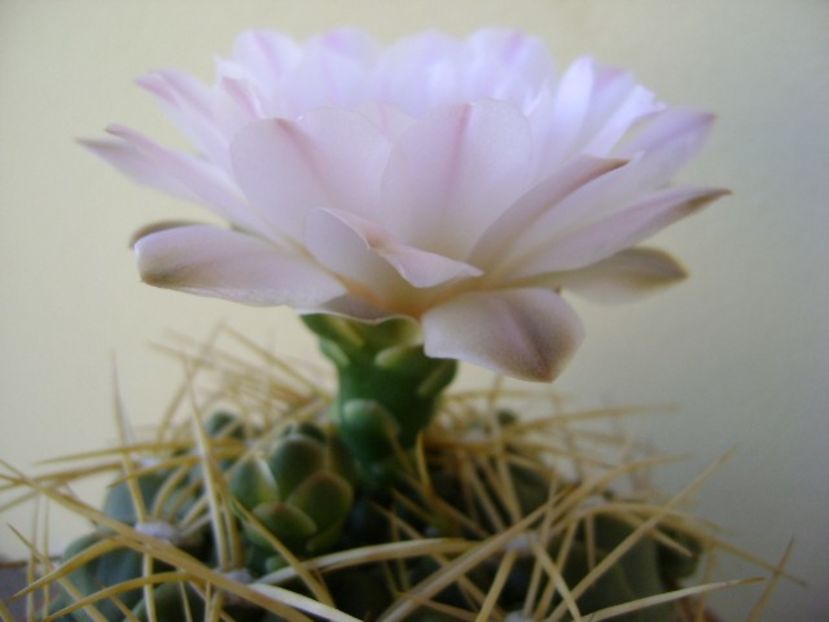 Gymnocalycium monvillei - Cactusi 2018 Gymnocalycium