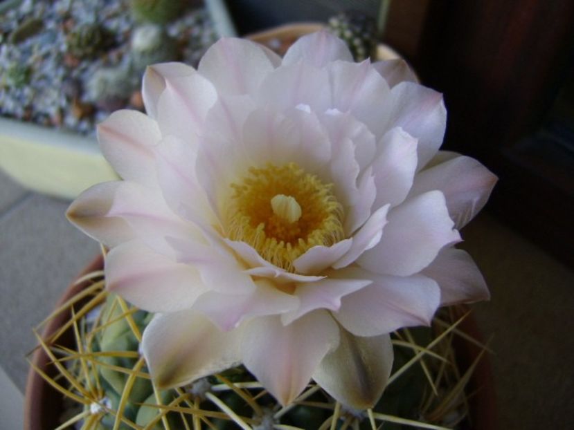 Gymnocalycium monvillei - Cactusi 2018 Gymnocalycium